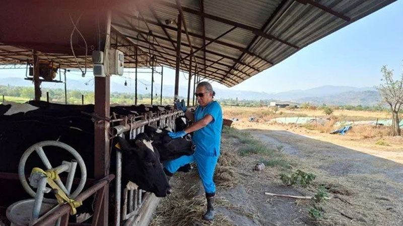 Şap kabusu! Mahalleye giriş çıkışlar yasaklandı
