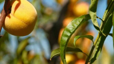 Bursa’daki bu bahçe çok farklı! 120 çeşit şeftali…