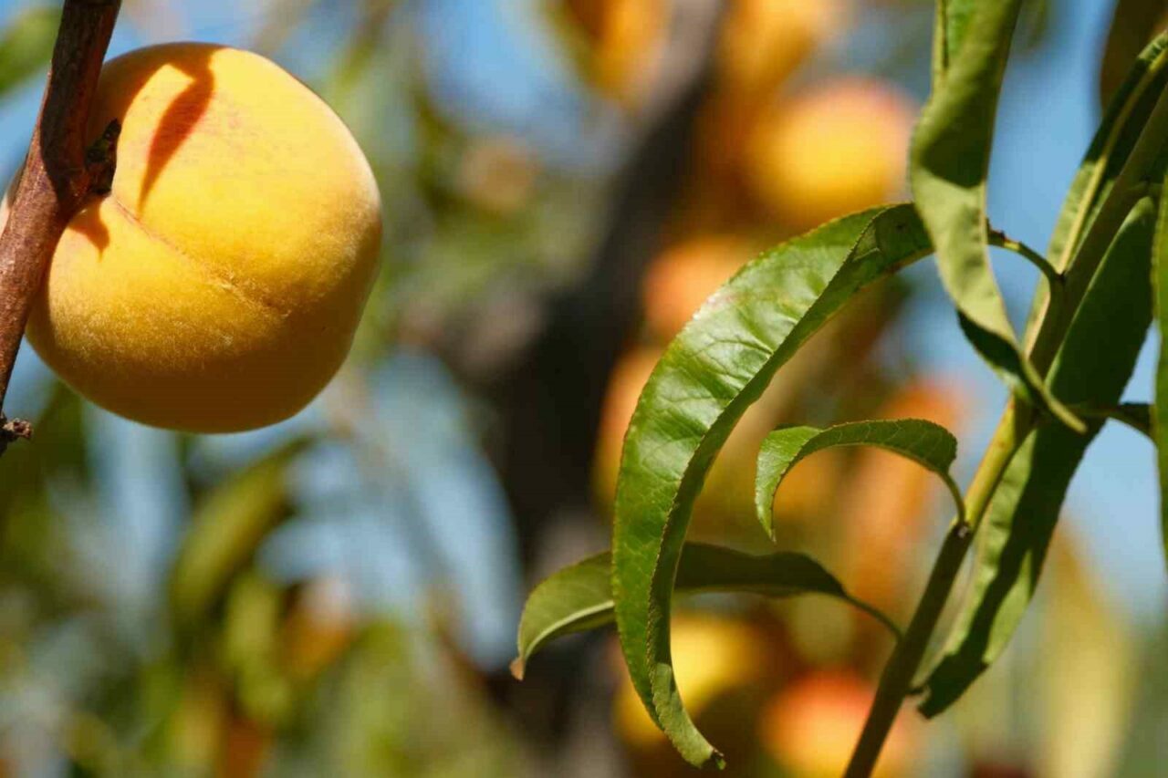 Bursa’daki bu bahçe çok farklı! 120 çeşit şeftali…