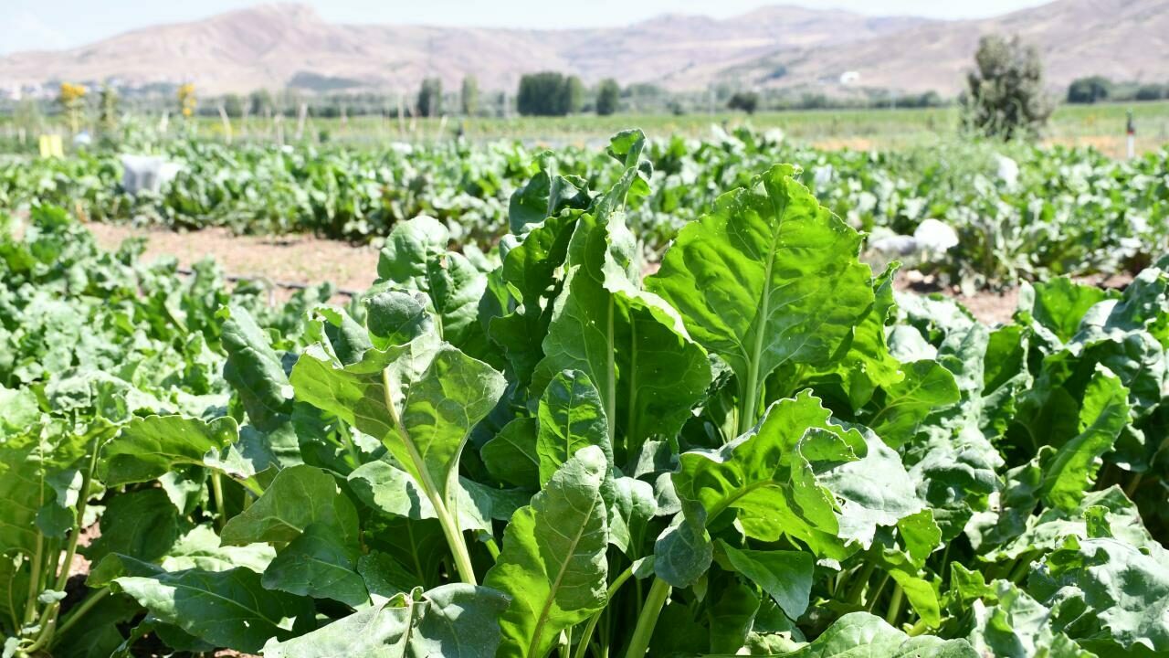 Şekerde yeni dönem kotaları belirlendi Şekerde yeni dönem kotaları belirlendi