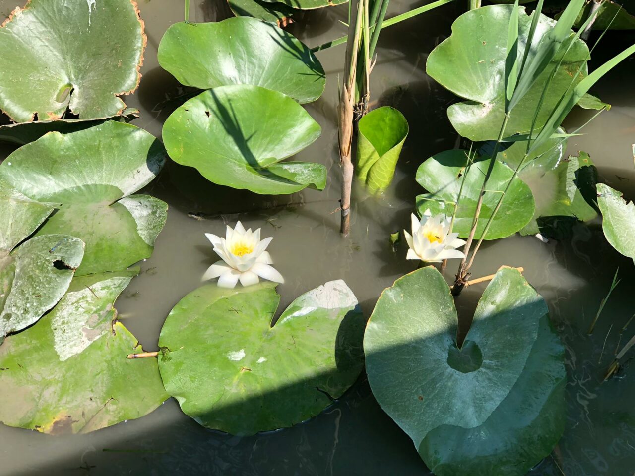 Bursa’da bu çiçeği koparmanın cezası 557 bin lira! Sadece bir yerde var… Bursa’da bu çiçeği koparmanın cezası 557 bin lira! Sadece bir yerde var…