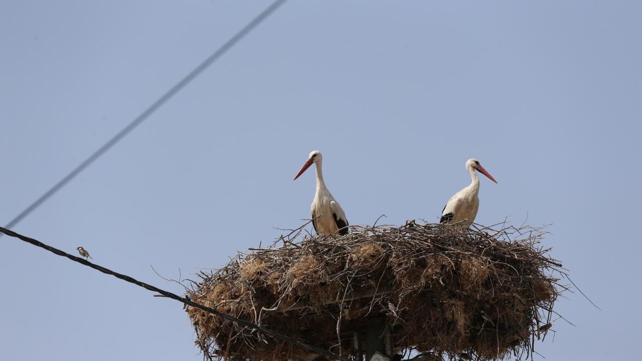 Bursa’nın simgesi Yaren leyleğin yavrularından haber var