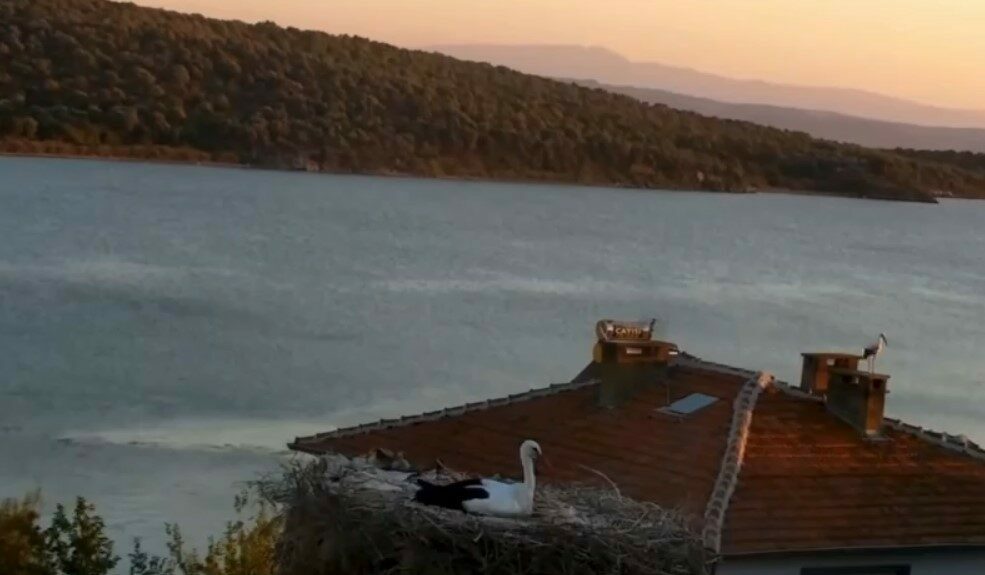 Yaren Leylek depremi önceden hissetti! Bakın ne yaptı… Yaren Leylek depremi önceden hissetti! Bakın ne yaptı…