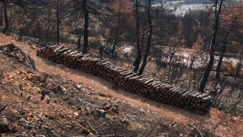 Bursa’nın küle dönen ciğerleri için önemli adım Gürsu ve Kestel’de çıkan yangınların ardından zarar gören ağaçlar kaldırılıyor.