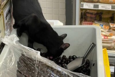 Bursa’da markette skandal: Kedi zeytin tezgâhına girdi