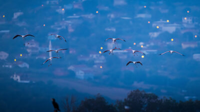 Bursa’nın yeni misafirleri! Bu kış burada kalacaklar