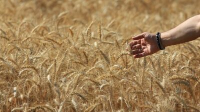 Dünya tahıl üretim tahminlerinde artış