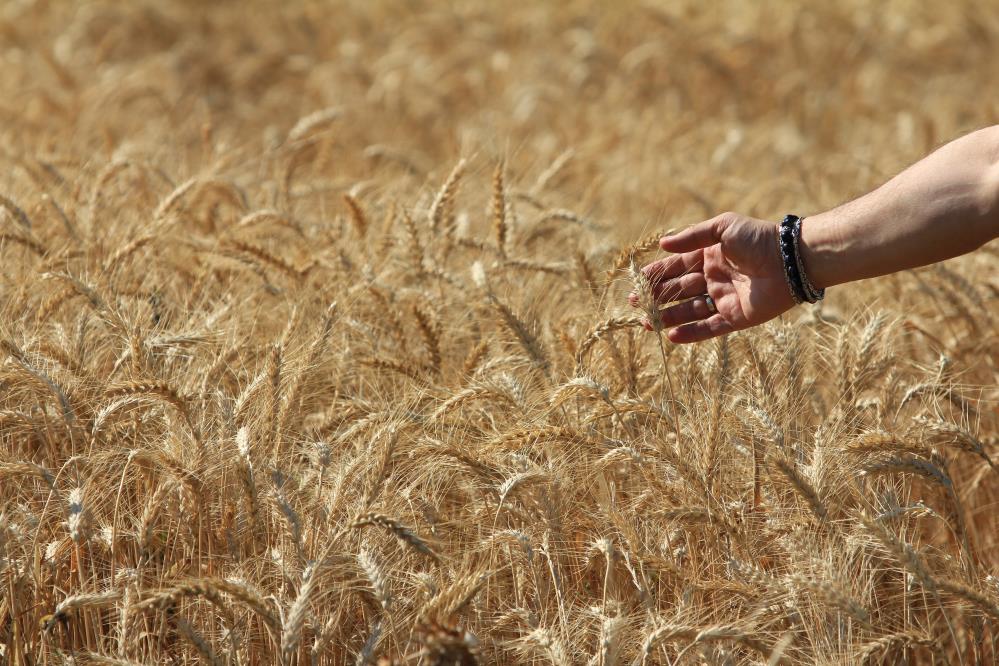 Dünya tahıl üretim tahminlerinde artış