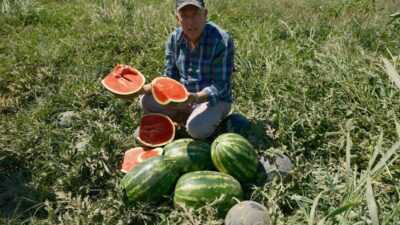 Bursa’da tonlarca karpuz tarlada kaldı!