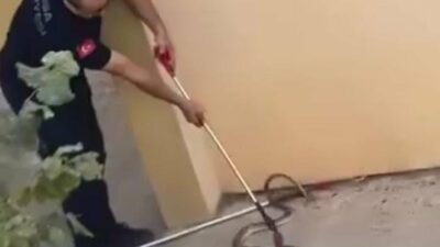 Bursa’da yılan paniği!