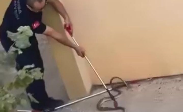 Bursa’da yılan paniği!