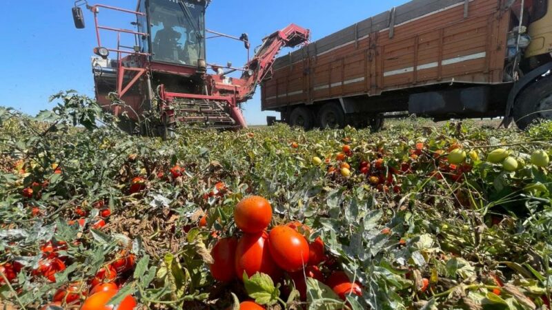 Bursalı çiftçi plansızlıktan zor durumda Bursa'nın Karacabey ilçesindeki çiftçiler geçen yıl domatesten kazanamayınca farklı ürünlere