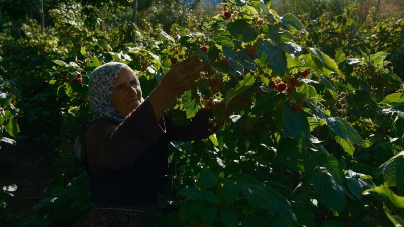 Bursa’da üretiliyor tüm Türkiye’ye gidiyor! Kilosu bakın ne kadar? Bursa'nın dağ ilçelerinden olan Orhaneli'de yaklaşık 15 yıl önce bazı