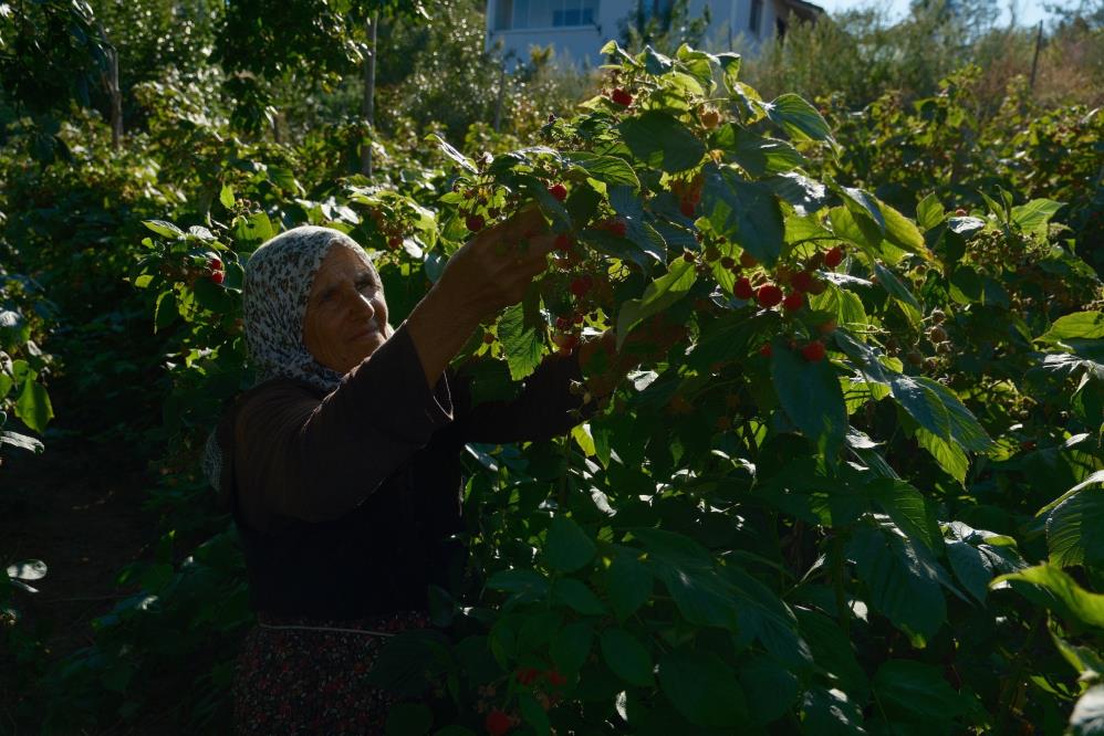 Bursa’da üretiliyor tüm Türkiye’ye gidiyor! Kilosu bakın ne kadar? Bursa’da üretiliyor tüm Türkiye’ye gidiyor! Kilosu bakın ne kadar?