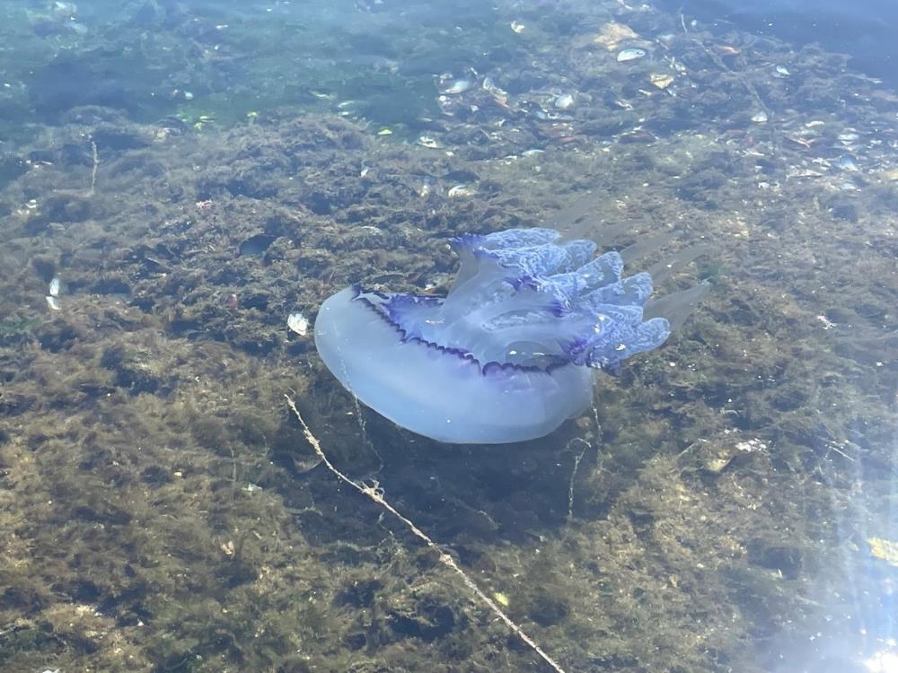 Bursa sahillerine kabus geri döndü!