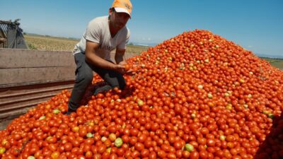 Bursa’da bir çiftçi Iphone 17 almak kaç tır domates satmak zorunda?