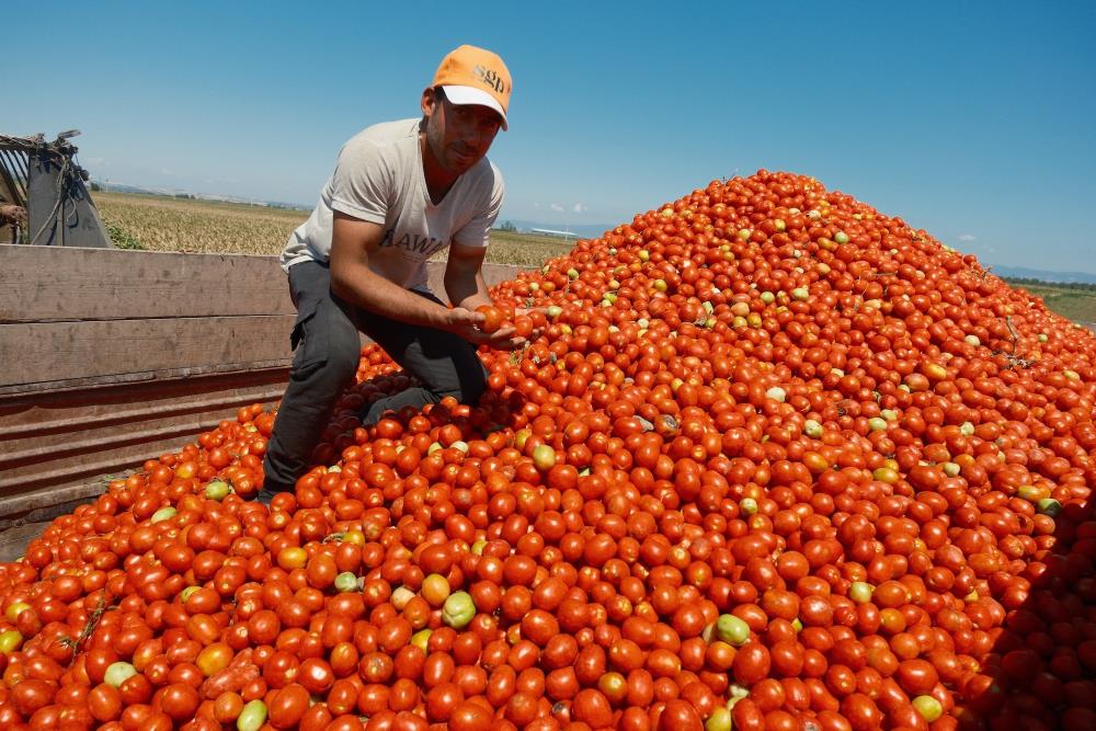 Bursa’da bir çiftçi Iphone 17 almak kaç tır domates satmak zorunda?