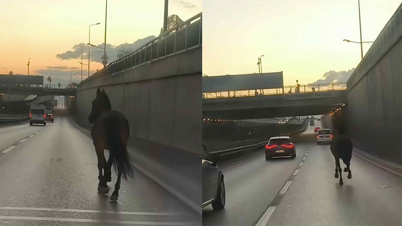 Görüntüler Bursa’dan… Başıboş at trafikte tehlike saçtı Görüntüler Bursa’dan… Başıboş at trafikte tehlike saçtı