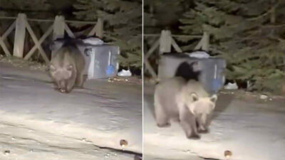 Bursa Uludağ’da ayıyı ekmekle beslediler