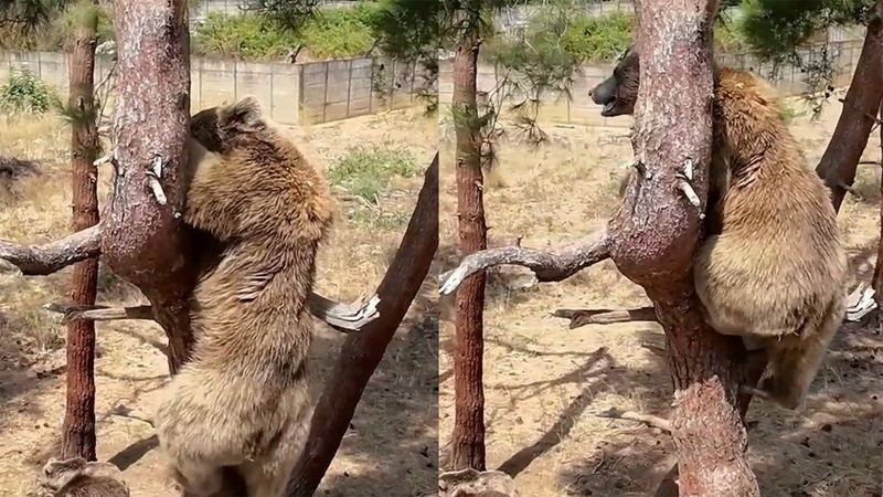 Bursa’da bozayıların keyifli anları!