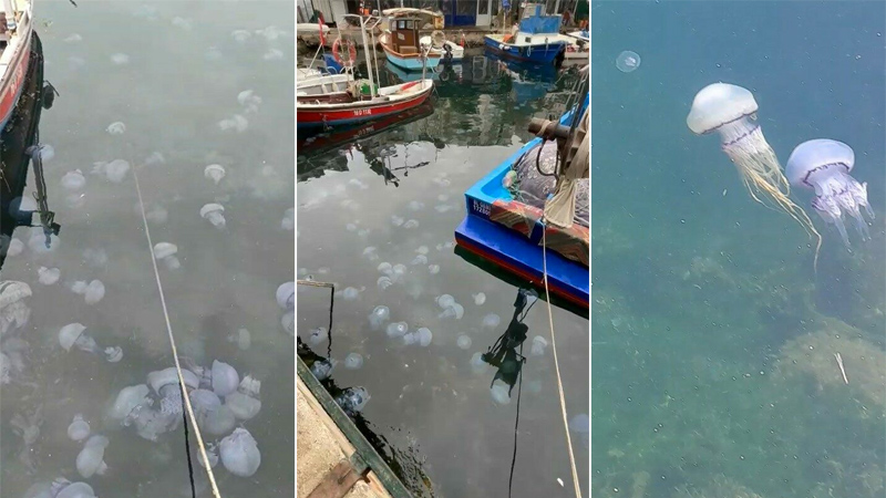 Bursa kıyılarında görülmüştü! Kâbus geri mi dönüyor?