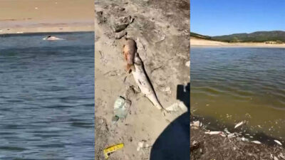 Bursa’da acı tablo! Balıklar kıyıya vurdu