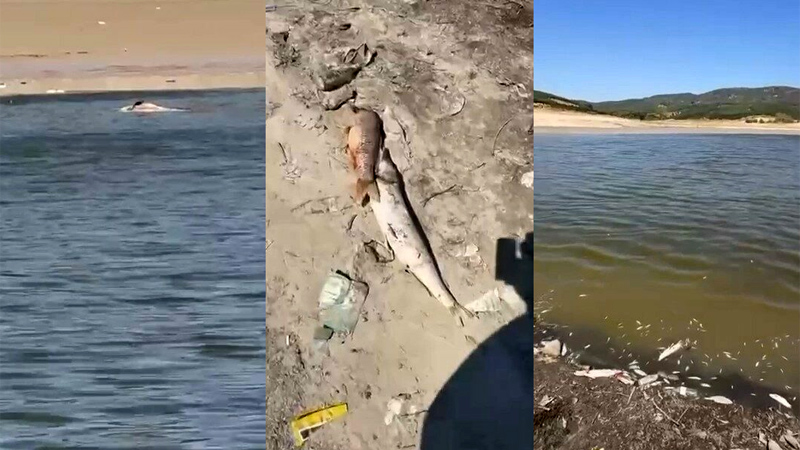 Bursa’da acı tablo! Balıklar kıyıya vurdu