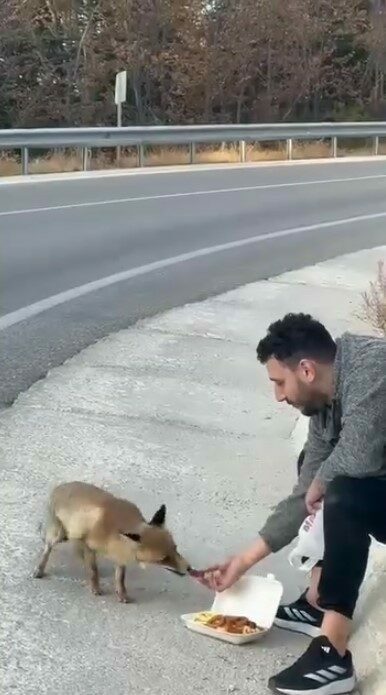 Bursa Uludağ yolunda sıra dışı karşılaşma