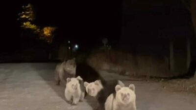 Bursa’da ayı ve yavrularıyla burun buruna geldi