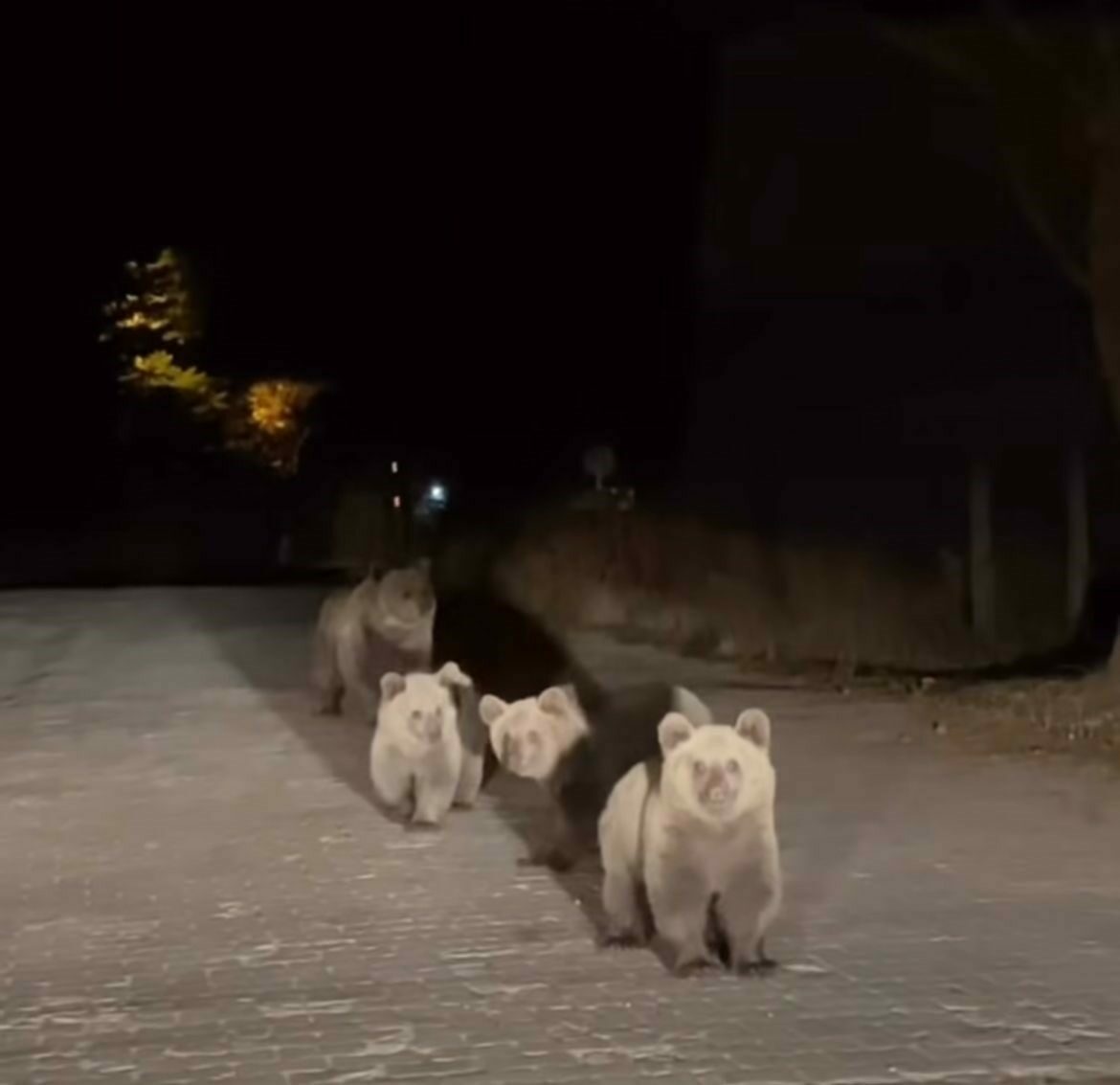 Bursa’da ayılarla burun buruna geldi