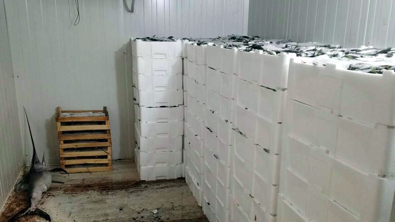 Bursa’da denetimler sıklaştı! Kilolarca balığa el konuldu