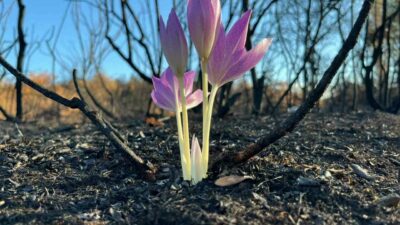 Bursa’da onu görenler hayrete düştü! Yanan ormanda…