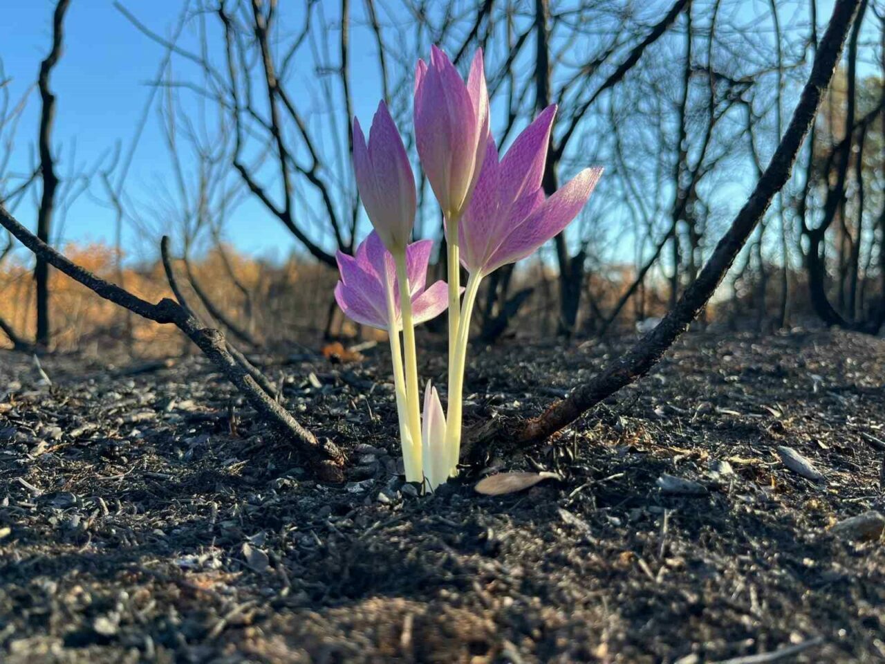 Bursa’da onu görenler hayrete düştü! Yanan ormanda…