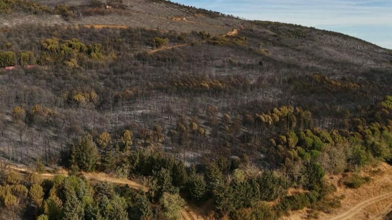 Bursa’da 14 saatte söndürülen yangın ormanı bu hale getirdi Bursa'nın Karacabey ilçesinde çıkan orman yangını, kara ve havadan müdahaleyle