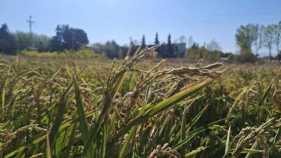 Kuraklığın vurduğu Bursa’da dikkat çeken çalışma