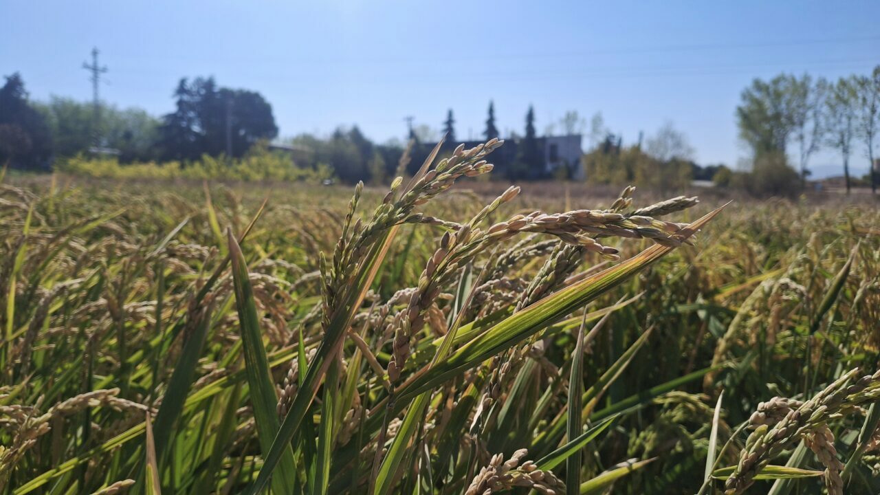 Kuraklığın vurduğu Bursa’da dikkat çeken çalışma