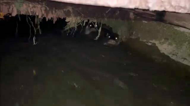 Bursa’da sulama kanalında su samurları görüntülendi