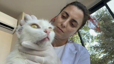 Bursa’da ‘Sütlaç’a yuva aranıyor