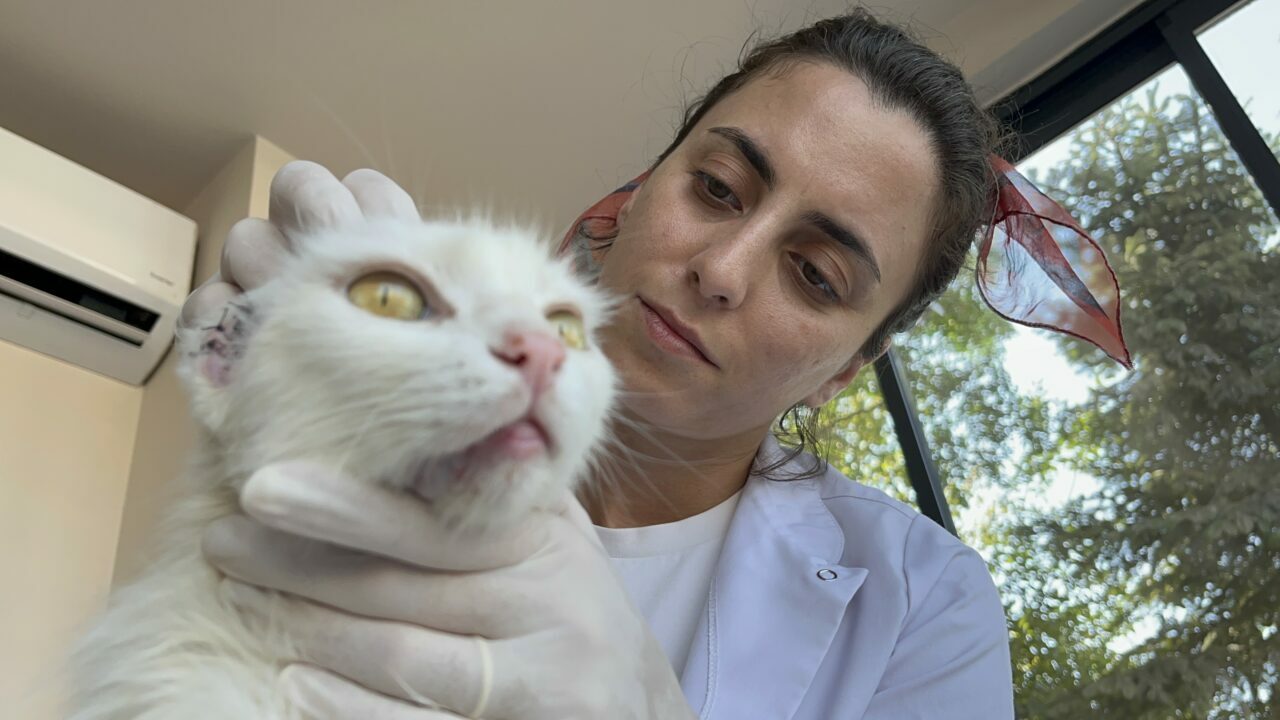 Bursa’da ‘Sütlaç’a yuva aranıyor