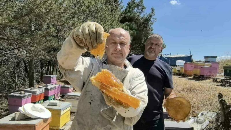 Bursa’da taleplere yetişemiyor! Her derde deva Bursa’nın İnegöl ilçesinde 50 yıldan bu yana kara kovan bal