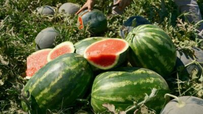 Bursa’da yetişiyor! Fiyatı 70 kilometrede 30’a katlanıyor