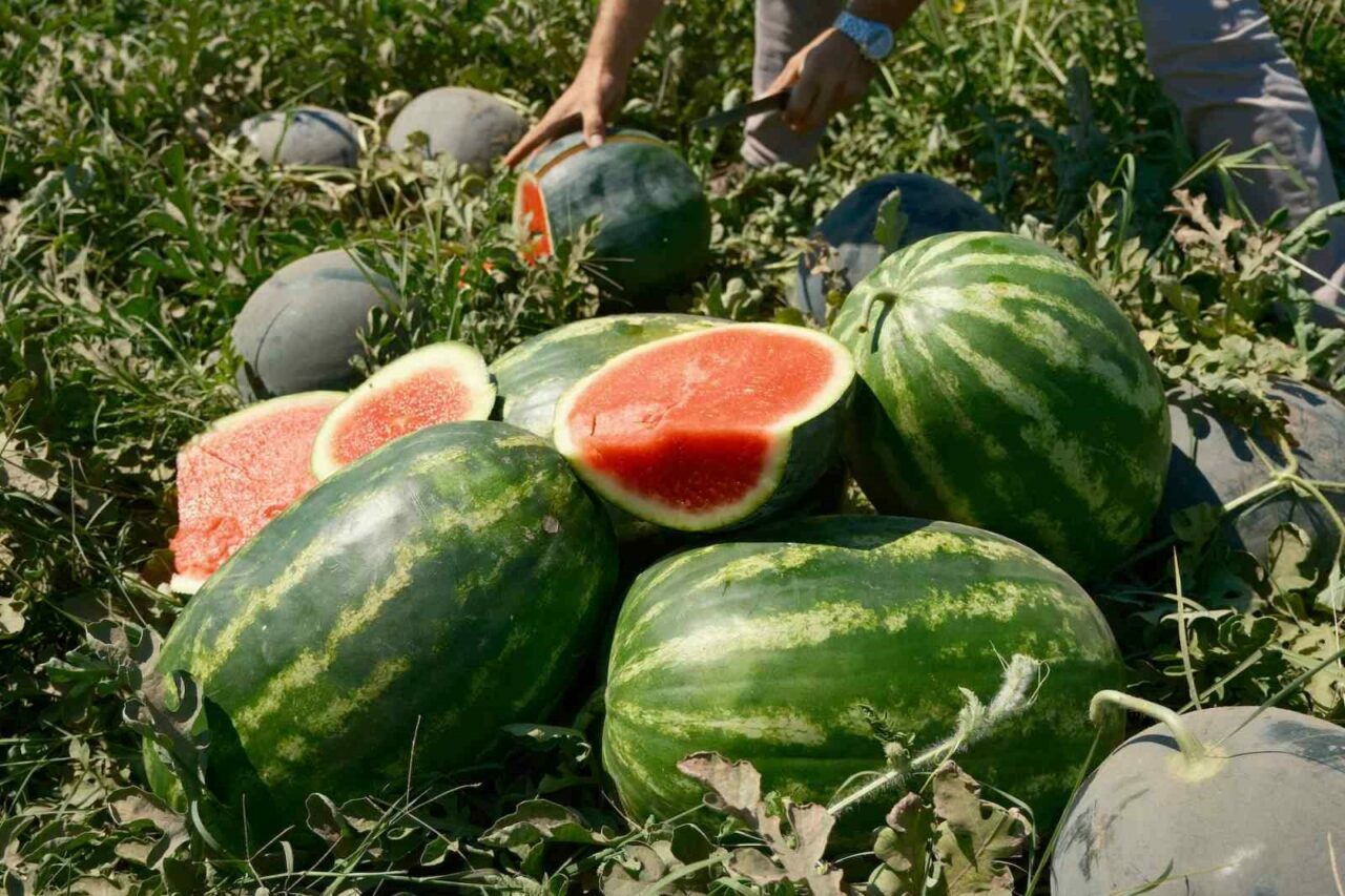 Bursa’da yetişiyor! Fiyatı 70 kilometrede 30’a katlanıyor