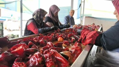 Bursa’nın salçasıyla ünlü köyü! İşte bu yılki ihracat hedefi