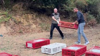 Bursa’da doğaya 300 sülün salındı