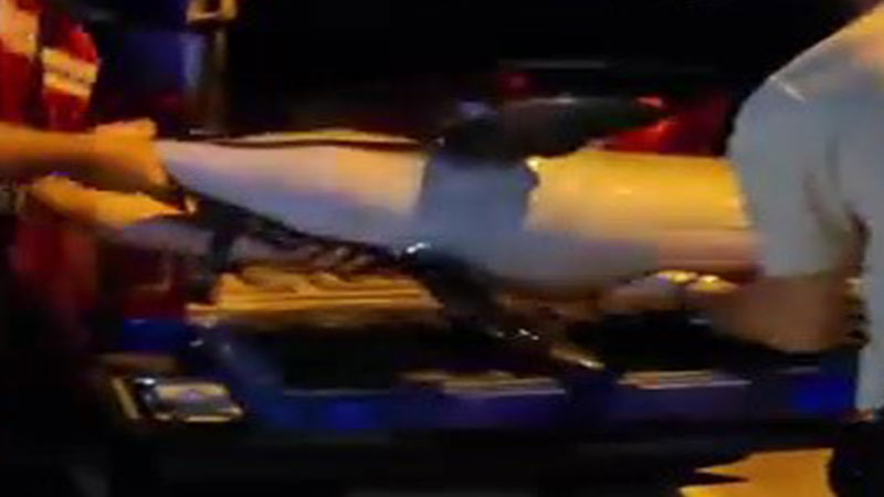 Bursa’da ölü yunus balığı kıyıya vurdu