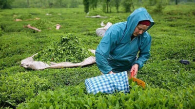 Çaya yüzde 7.5 zam