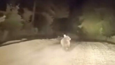 Görüntüler Bursa’dan… Ayının panik anları kamerada