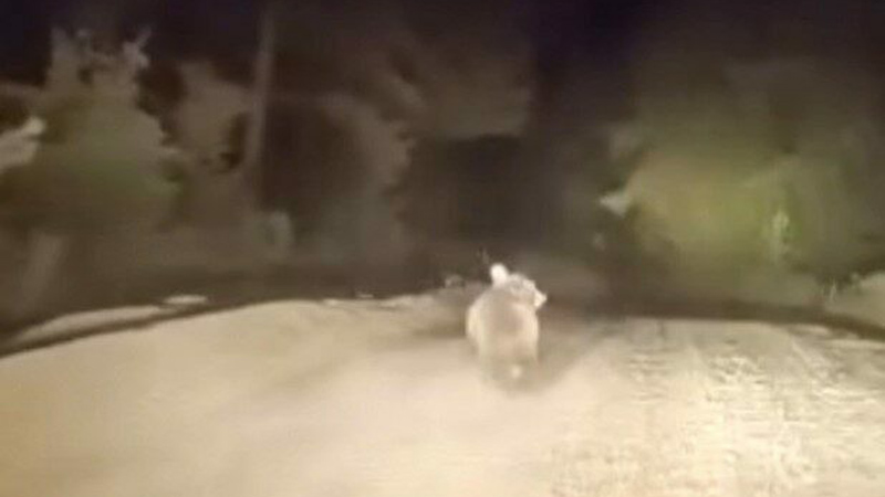 Görüntüler Bursa’dan… Ayının panik anları kamerada