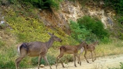 Bursa ormanlarında görüntülendiler