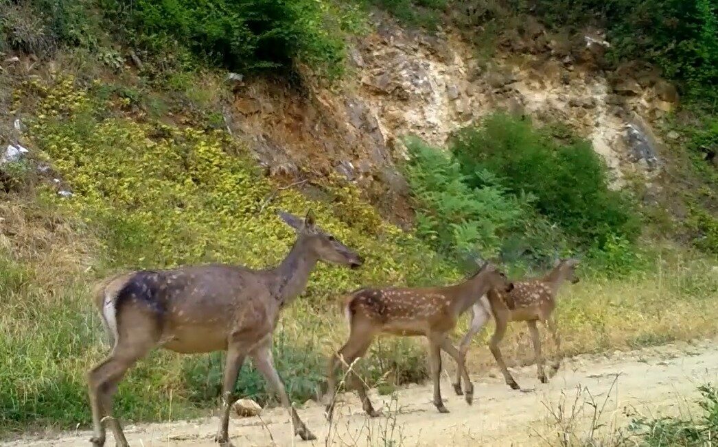 Bursa ormanlarında görüntülendiler